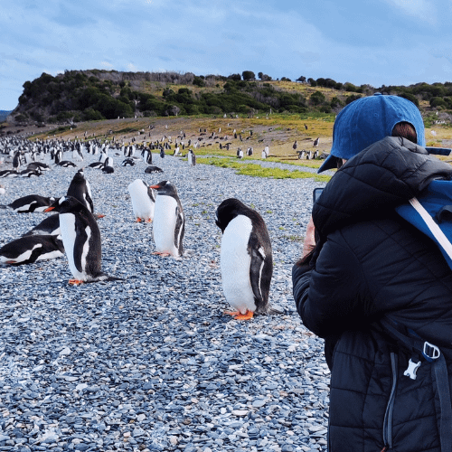 argentine patagonia isla martillo