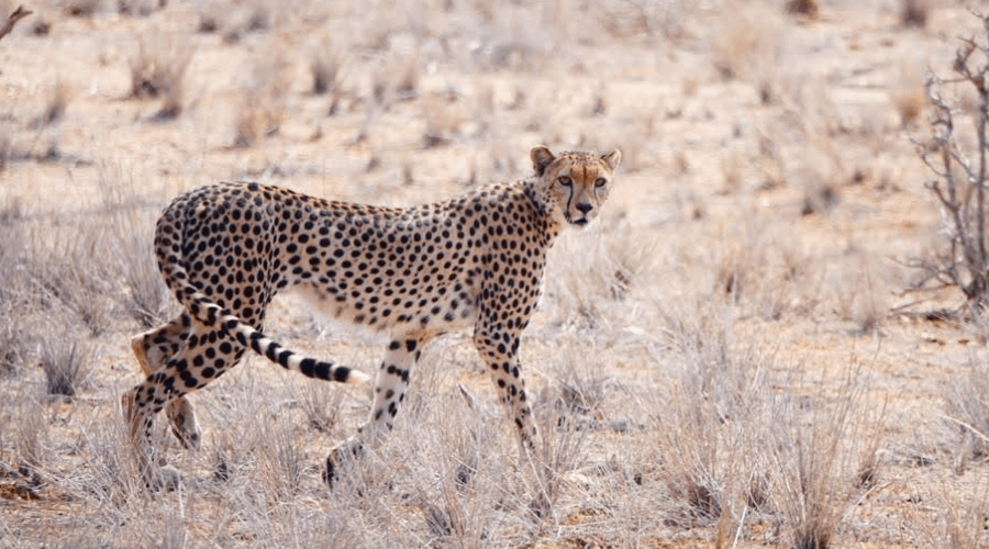 safari in Kenya leopard