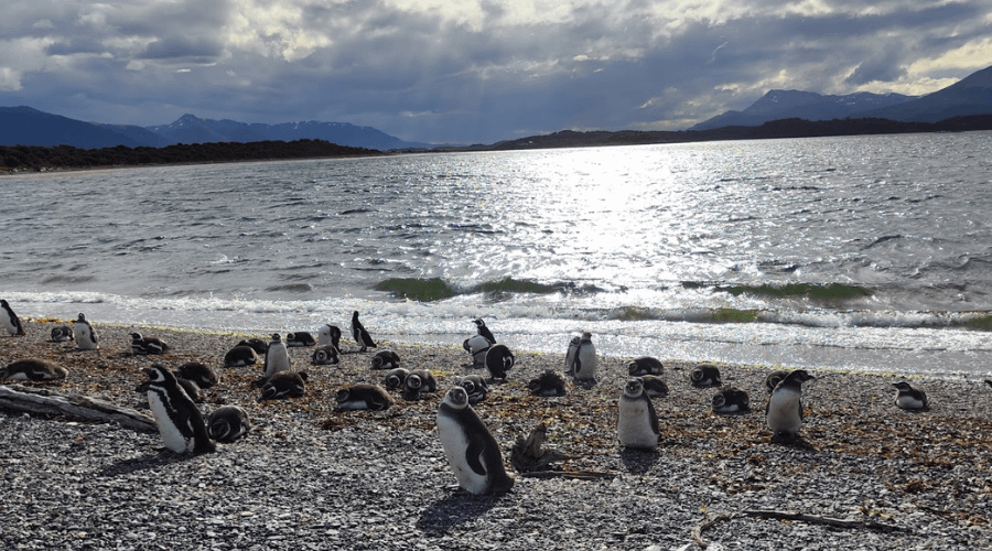 argentine patagonia isla martillo