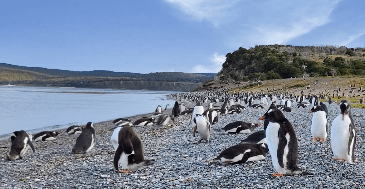 Explore the Wonderful Argentine Patagonia on an Unforgettable Journey to Ushuaia, El Calafate and El Chaltén.